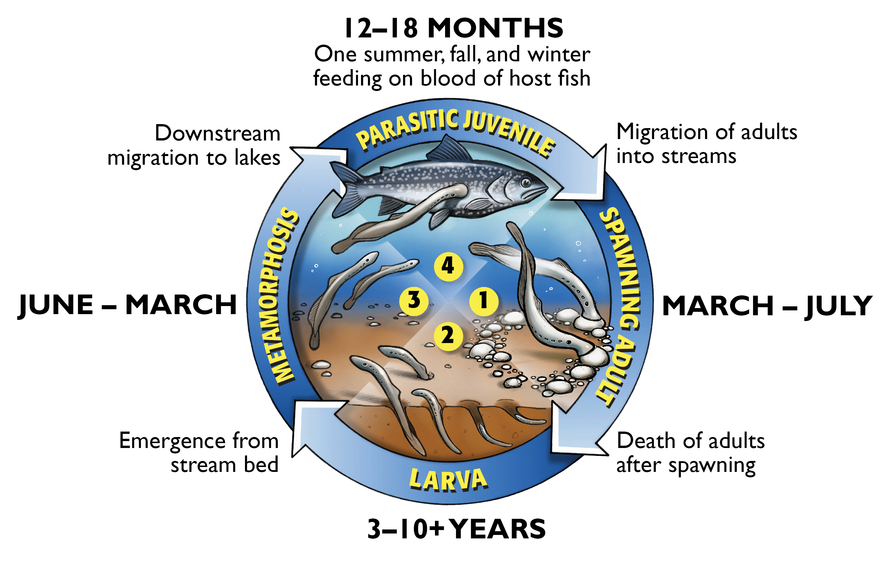A graphic of the sea lamprey lifecycle.  The lifecycle of a sea lamprey displayed in four quadrants of a circle.  First phase of the lamprey lifecycle consists of spawning adults in streams from March to July.  The second phase of the sea lamprey lifecycle consists of larval sea lamprey that live burrowed in stream bottoms for three to ten or more years.  Larval sea lamprey emerge from the stream bed and undergo metamorphosis during the third stage of their lifecycle which occurs from June through March.  Metamorphosed sea lamprey migrate downstream to the open lakes and enter the fourth stage of their lifecycle, as a parasitic juvenile.  Sea lamprey spend approximately twelve to eighteen months (one summer, fall, and winter) feeding on the blood of host fish as parasitic juveniles.  Upon completion of this fourth life stage adult sea lamprey migrate up stream and spawn completing the circle.